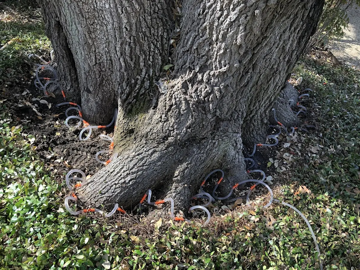 Detailed Tree Cabling and Bracing job site in New Hill