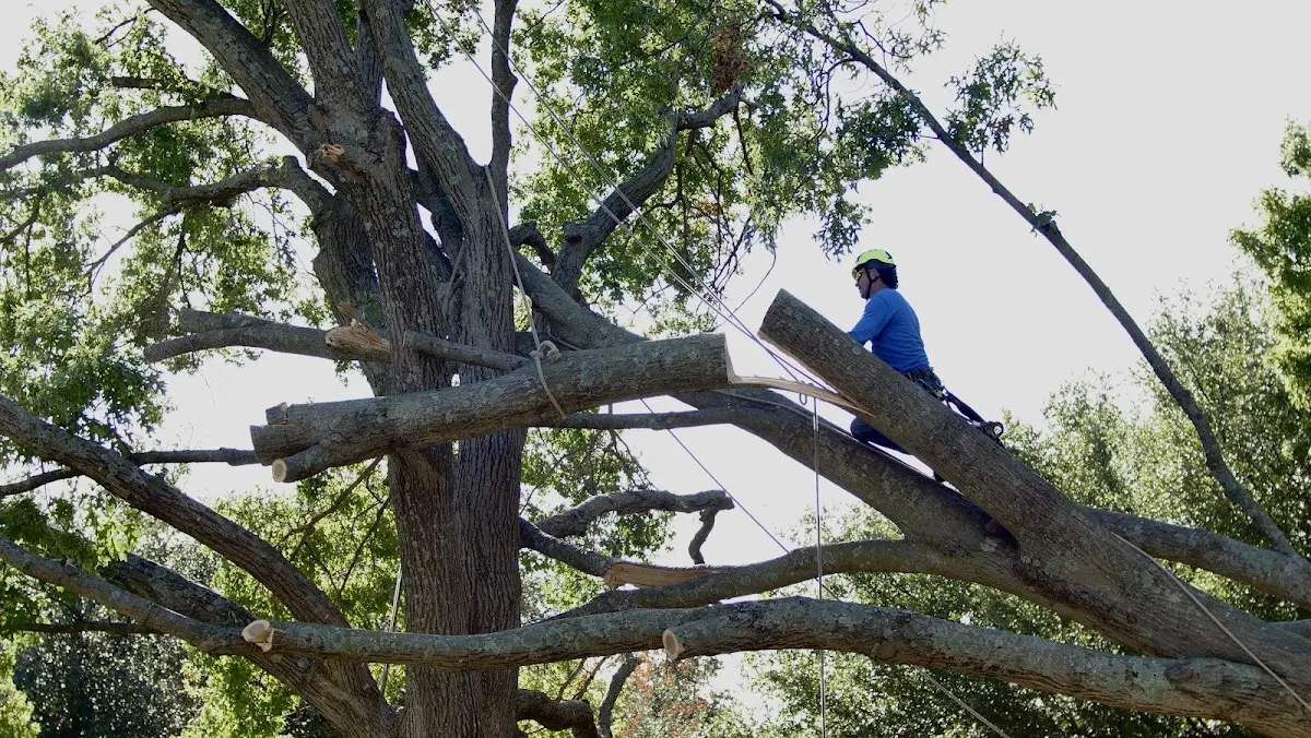 Professional Hazardous Tree Removal performed by certified arborists in New Hill