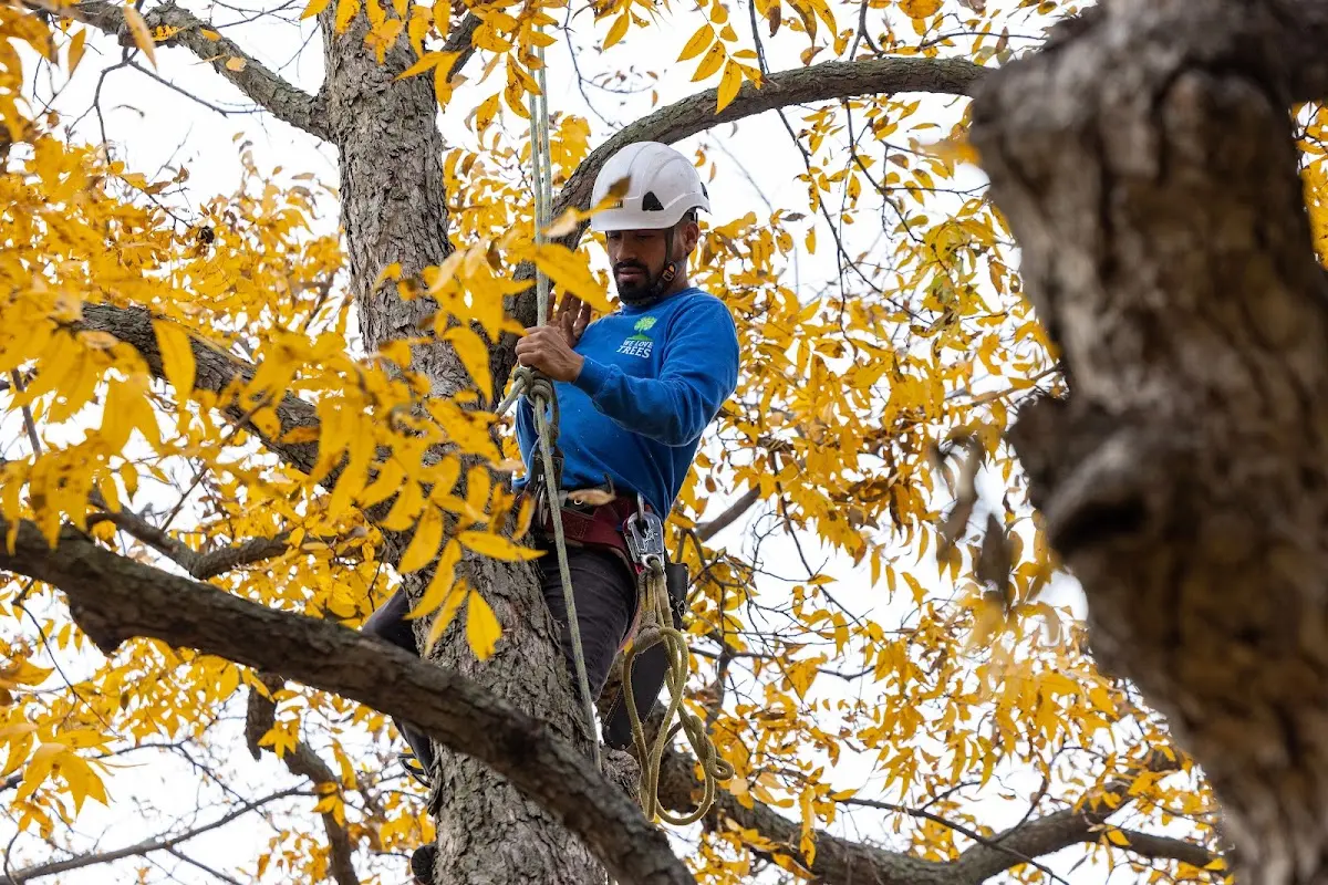 Skilled Tree Pruning crew working in New Hill
