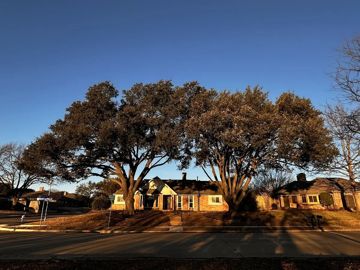 Established residential canopy tree shading a home in New Hill